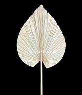 STICK PALM LEAF 150 CM | BBC-47 (MOQ = 10PCS)